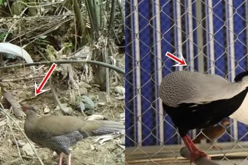Loại gà có trong sách đỏ thế giới vừa được phát hiện ở Thanh Hóa: Thuộc loại nguy cấp