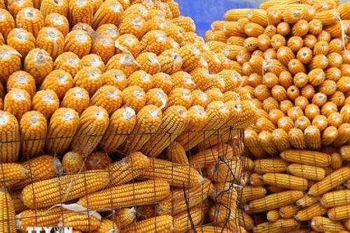 Năm 2025 Indonesia sẽ hạn chế nhập khẩu ngô, muối, đường