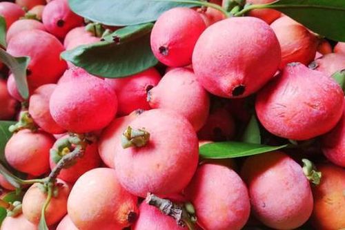 Loại quả xưa dành cho nhà nghèo, nay thành đặc sản được 'săn lùng' ráo riết, 80.000 đồng/kg