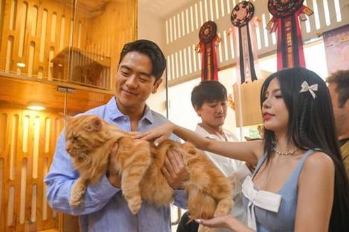 Hồng Ánh, Quách Ngọc Tuyên, Michael Trương... đồng hành ủng hộ các trạm cứu hộ và giải chạy vì chó mèo