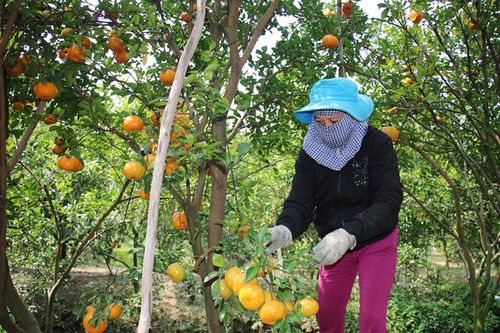 Tập trung phát huy thế mạnh trong nông nghiệp
