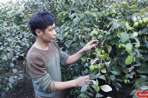 Cây táo đại trên đất Mường Bú
