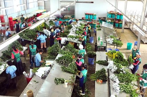 Xây dựng Đà Lạt trở thành trung tâm sản xuất hoa tươi hàng đầu khu vực Đông Nam Á