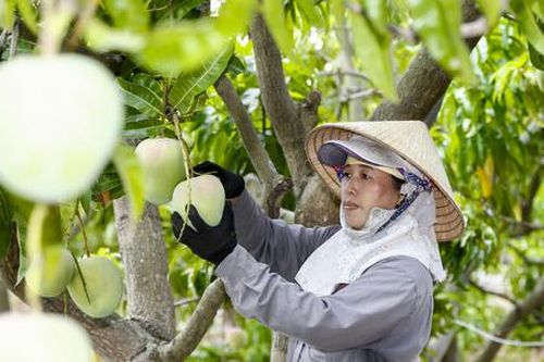 Trồng cây ăn quả: Lợi bất cập hại nếu lựa chọn sai nguồn giống
