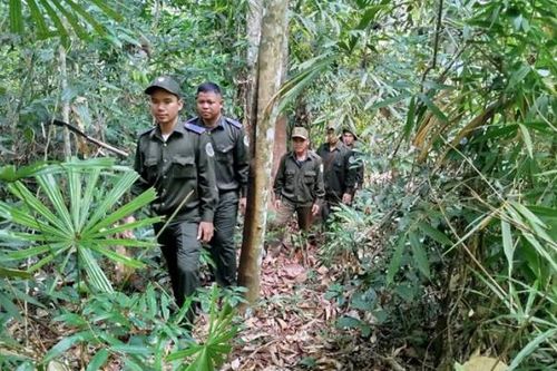 Tăng cường tuần tra, bảo vệ rừng dịp cuối năm