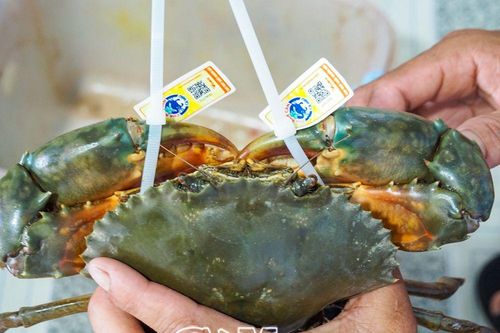 Bảo vệ thương hiệu cua Năm Căn