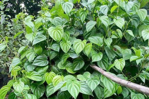 Ý nghĩa phong thủy của cây trầu không