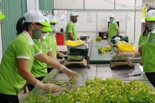 Xây dựng thương hiệu rau an toàn: Tạo niềm tin cho người tiêu dùng