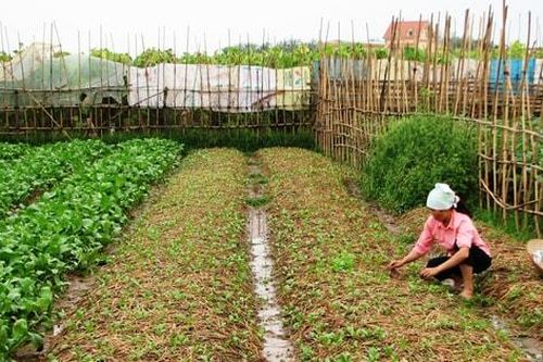 Hà Nội: Ít nhất 20% nhiệm vụ khoa học, công nghệ trong nông nghiệp được ứng dụng, chuyển giao