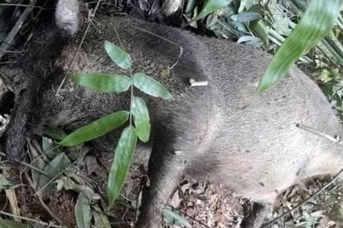 Vì sao hàng loạt lợn rừng quý hiếm chết trong rừng Pù Mát?
