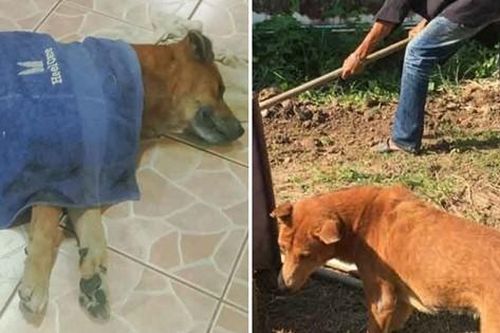 Chú chó ở Thái Lan nằm khóc trong tang lễ của chủ rồi qua đời, ai cũng xúc động