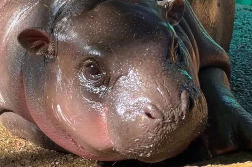 Người hâm mộ 'sục sôi' nhìn hà mã Moo Deng ăn phải mẩu giấy