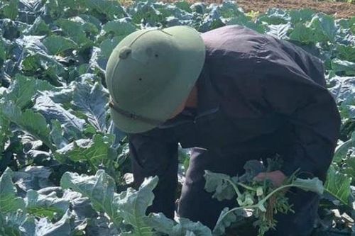 Ninh Bình: người dân bám đồng ruộng chăm sóc rau màu đón Tết