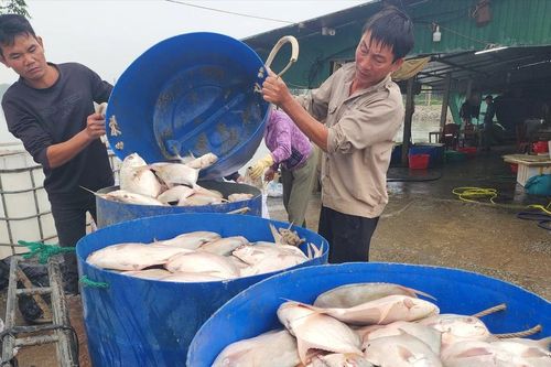 Hà Tĩnh: Hàng tấn cá chim chết nổi trắng hồ
