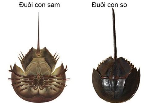 Bà Rịa – Vũng Tàu: Ăn nhầm so biển, 2 người nhập viện cấp cứu
