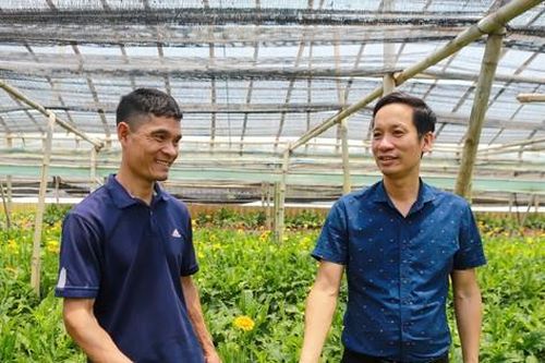Trồng hoa đồng tiền công nghệ cao, chàng nông dân Thủ đô 'kéo' cả HTX cùng làm giàu