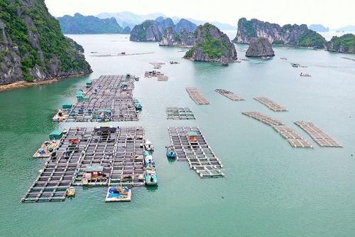 Khai phá tiềm năng phát triển bền vững nghề nuôi biển ở Việt Nam