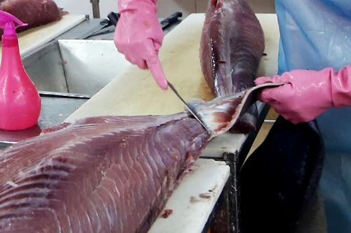 Đại gia thủy sản miền Tây vốn nghìn tỷ bị ngân hàng rao bán tài sản
