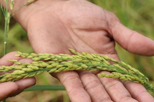 An Giang: Độc đáo giống lúa ngon mùa nước nổi, nước càng ngập năng suất càng cao