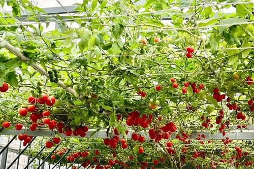 Trồng rau sạch tại nhà có thật sự an toàn và đem lại năng lượng tích cực?
