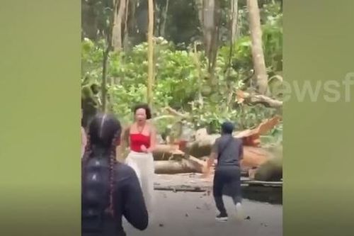 Cây xanh bất ngờ bật gốc, đè trúng hai du khách ở rừng khỉ