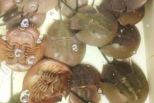 2 người tại Bà Rịa - Vũng Tàu bị ngộ độc nghi do ăn nhầm so biển