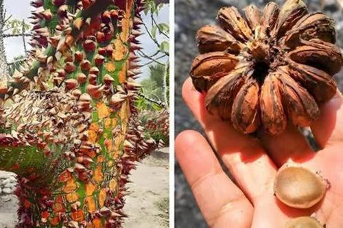 Loại quả có thể so sánh với quả bom, chất độc có thể khiến người ta mù mắt