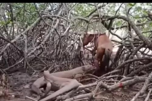 CLIP: Cảnh săn mồi tàn khốc của rồng Komodo, ngựa hoang phải bỏ mạng trong sự đau đớn