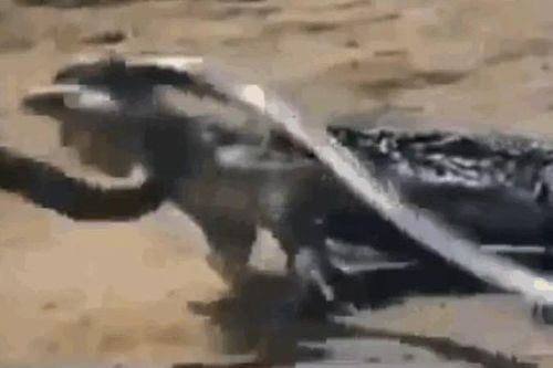 CLIP: Trận tử chiến giữa rắn hổ mang chúa và rồng Komodo, cuộc chiến không khoan nhượng