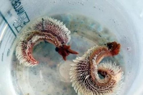 Loài vật chịu nhiệt tốt nhất thế giới, dùng dung nham núi lửa làm 'bể bơi', các nhà khoa học cũng khó lý giải nguyên nhân