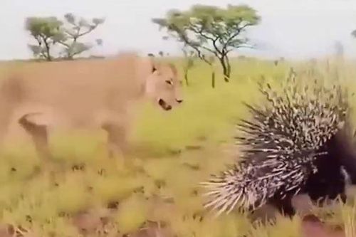 CLIP: Đi săn nhím, sư tử nhận cái kết đầy đau đớn