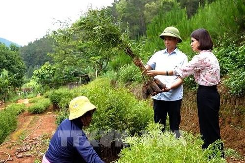 Gắn lợi ích của dân với rừng