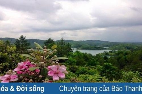 Chuyện hoa sim bên lưng đồi