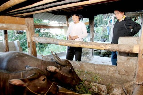 Chương trình mục tiêu quốc gia giúp giảm nghèo đa chiều ở Xín Mần