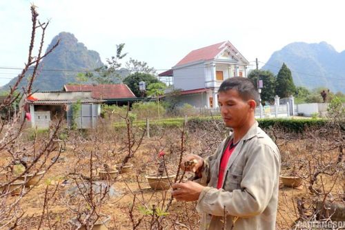 HTX Dịch vụ nông nghiệp cây đào xã Chiến Thắng: Liên kết để phát triển