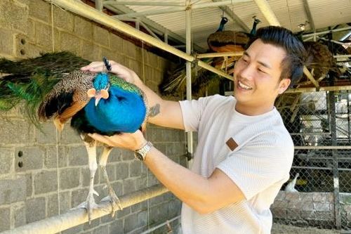 Trại chim công đẹp trên đất B'Lao
