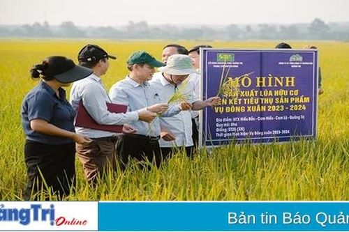 Phấn đấu đến năm 2030, toàn tỉnh có 2.000 ha sản xuất lúa hữu cơ