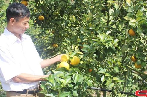 Chăm cây, dưỡng quả phục vụ thị trường ngày Tết