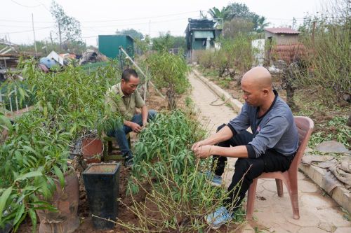 Làng hoa Nhật Tân 'chạy đua' thời gian để kịp bán dịp Tết Ất Tỵ