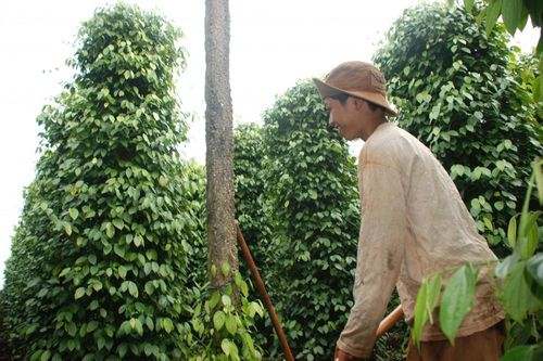 'Mỏ vàng xanh' đang dần lộ diện ở Gia Lai