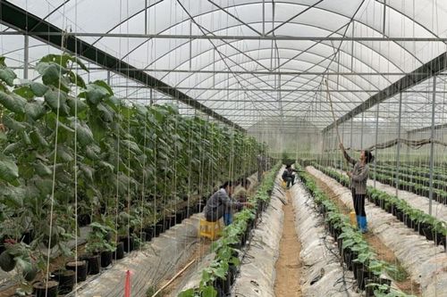 Thu hút 31 dự án đầu tư vào lĩnh vực nông lâm nghiệp