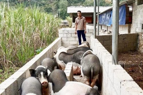 Chàng trai dân tộc Nùng làm kinh tế giỏi