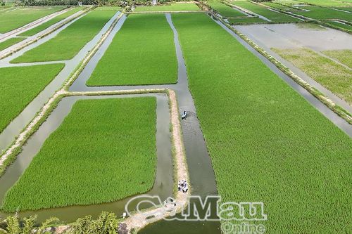 Phát triển kinh tế xanh: Hướng đi chắc bền cho người dân Cà Mau