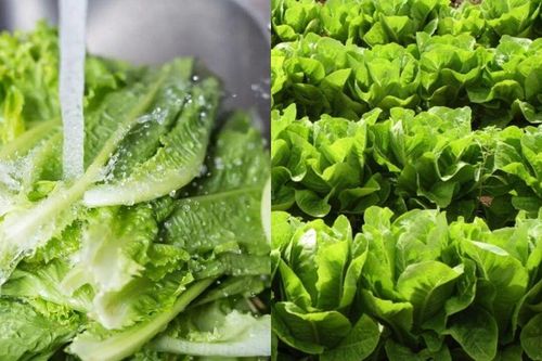 Loại rau mọc đầy vườn, giá vài xu được ví như 'thuốc tiên' của người nghèo, tiếc là không mấy ai biết