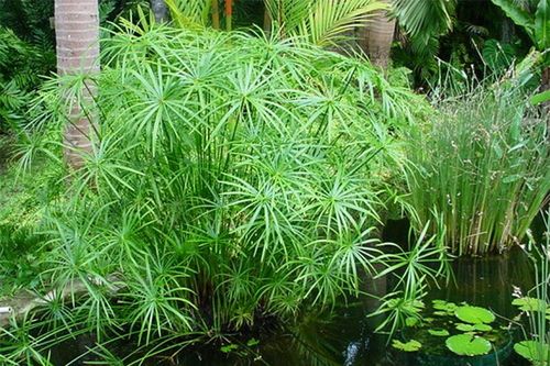 Cây thủy trúc hợp mệnh gì?