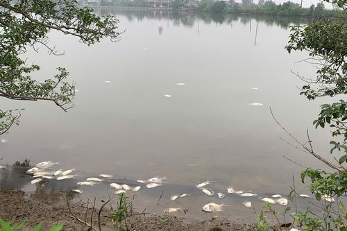 Cá chết trắng, bốc mùi hôi thối ở Hà Tĩnh
