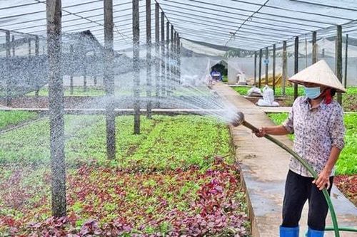 Hoài Đức đẩy mạnh phát triển chuỗi sản xuất