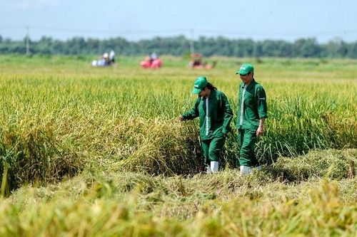 Có gì đặc biệt ở cánh đồng lúa ST25 '5 không' tại trang trại Vinamilk Green Farm?
