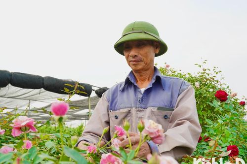 Người dân trồng hoa Mê Linh tất bật cho vụ Tết