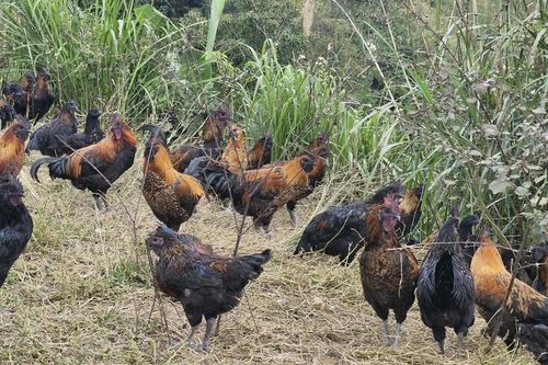 Nghệ An: từ gà đen bản địa nức tiếng thành sản phẩm OCOP